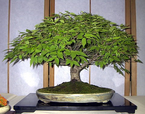 Japanese Zelkova Bonsai - 25 Seeds