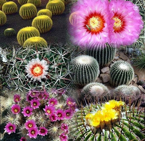 Golden Barrel Cactus Mix 15 Seeds - Echinocactus - Hirt's Gardens