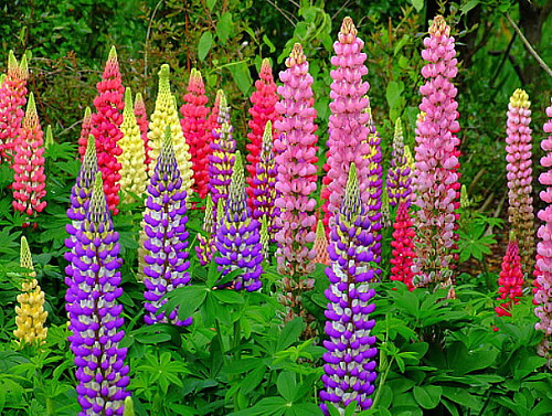 Tutti Frutti Lupine 20 Seeds - Lupinus - NEW