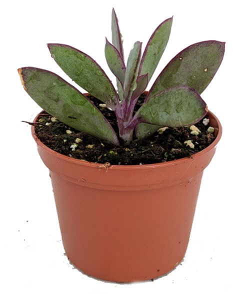 Vertical Leaf Succulent Plant - Senecio crassissimus -Easy House Plant-  2.5" Pot - Hirt's Gardens