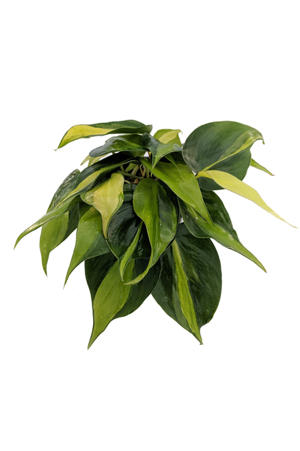 philodendron ring of fire gold Buy Philodendron Ring of Fire Variegated