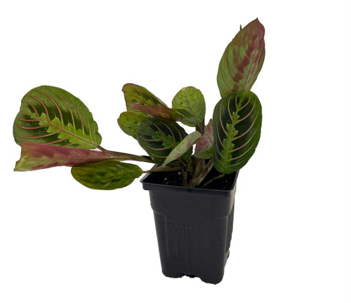 Hirt's Red Prayer Plant - Maranta - 4" Pot - Hirt's Gardens