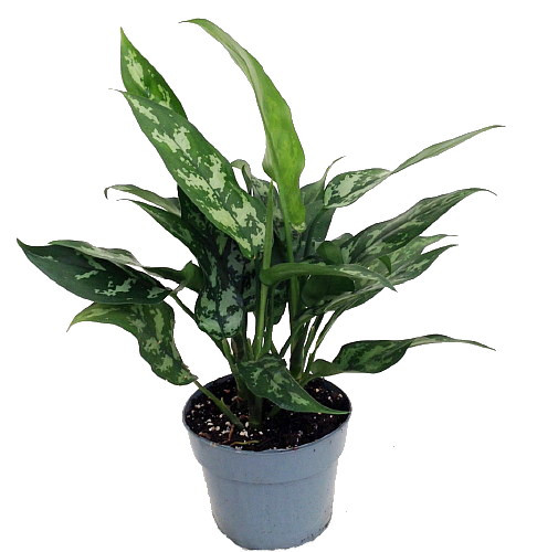 dieffenbachia picta Dieffenbachia 'Reflector' | Mottled Cane