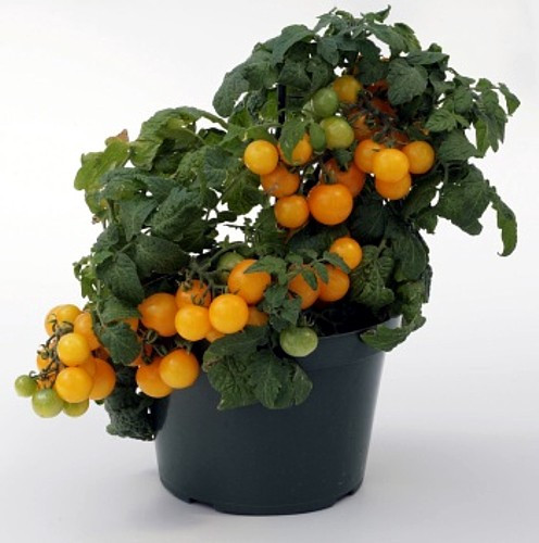 Sweet N Neat Yellow Tomato 15 Seeds - Indoors or Out - Hirt's Gardens