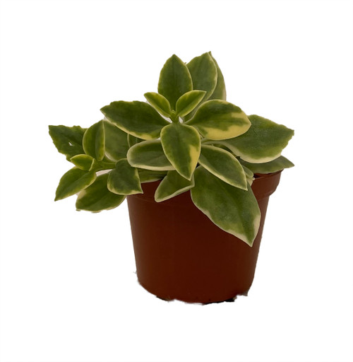 MeZoo Trailing Succulent Ice Plant - Dorotheanthus - Indoors/Out
