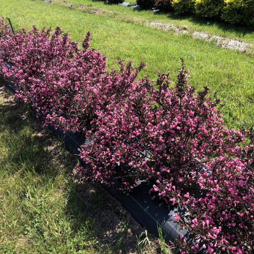 wine and roses shrub