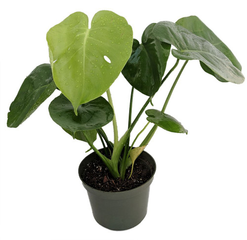 Hirt's Split Leaf Philodendron 4" Pot - Monstera - Edible Fruit Pineapple  Taste - Hirt's Gardens