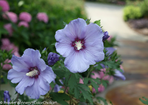 azurri_blue_satin_hibiscus__55