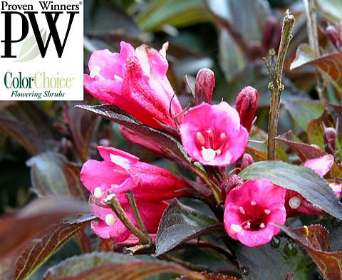 Wine & Roses Weigela - Outdoors or Bonsai - Hardy - Proven Winners - 4" Pot