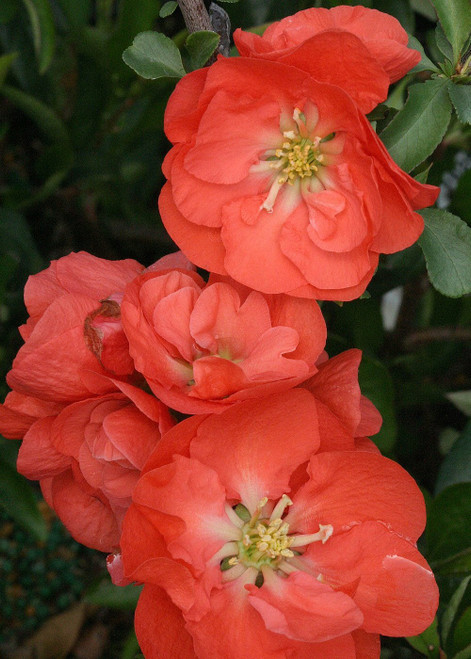 Double Take Eternal White - Flowering Quince - Proven Winners - 4 Pot