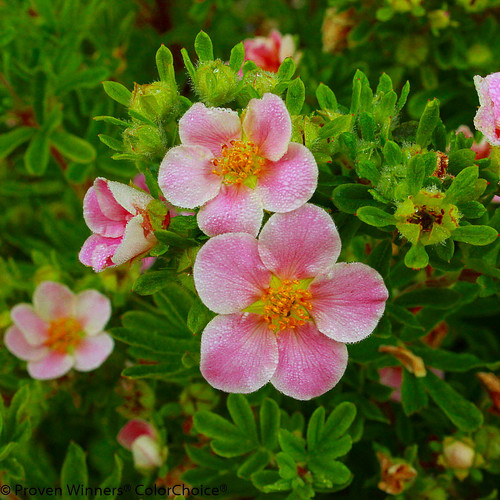 Pink Paradise Happy Face® Bush Cinquefoil - Potentilla-Proven