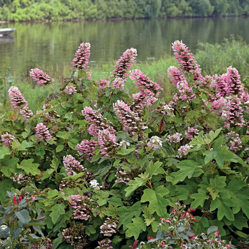 Gatsby Pink® Hydrangea - 4