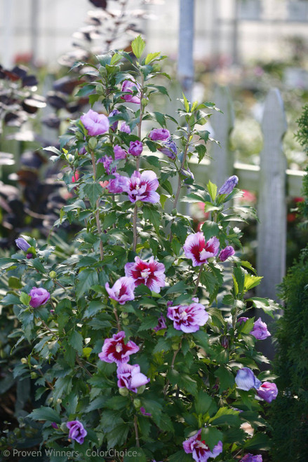 San Francisco Giants White Porcelain Flower Pink Hibiscus White