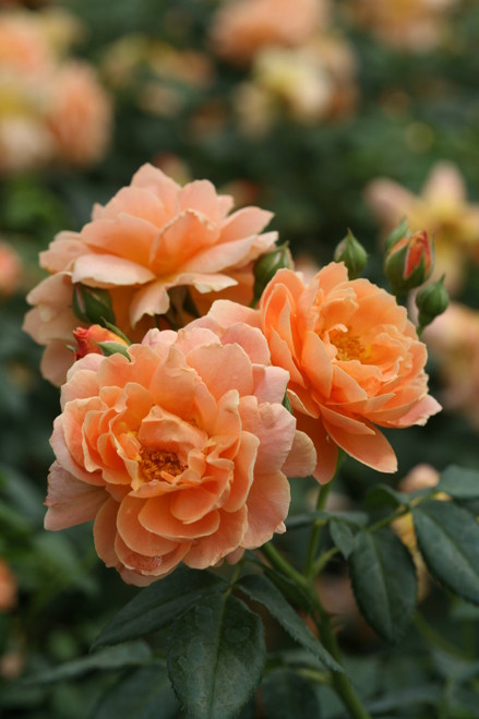 At Last® Rose Bush - 4
