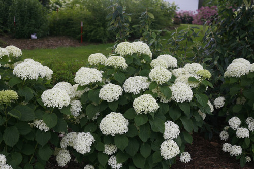 Wee white hydrangea discount