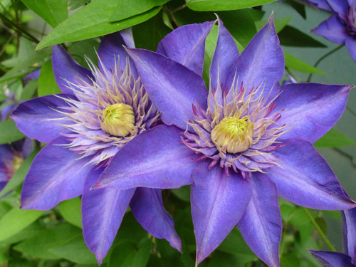 Multi Blue Clematis - NEW! - Navy Blue Double Flower - 2.5