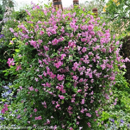 Pink Mink® Clematis - 4