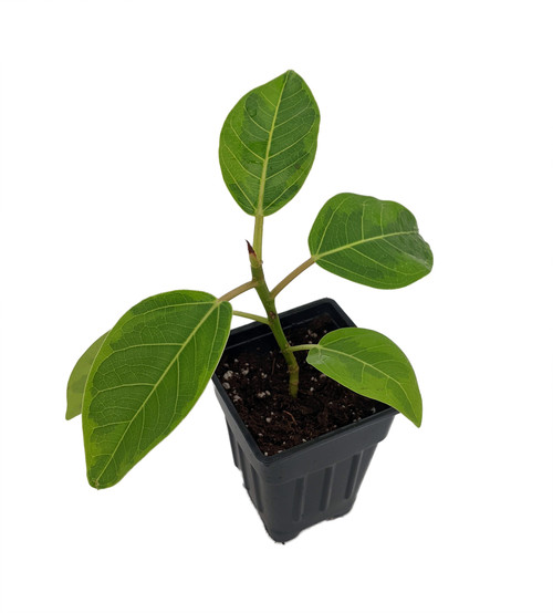 【FICUS】 leafjoy Ficus Elastica Chroma Ghost Rider Indoor Plant in 5