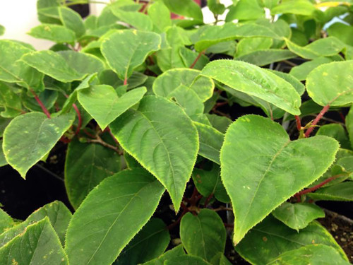 fairchildhardykiwi__70205.