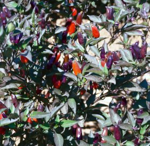 Black Olive Hot Pepper 10 Seeds - Ornamental and Edible - Hirt's
