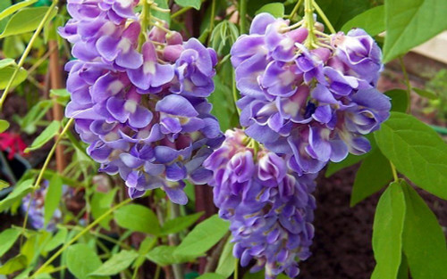 Amethyst Falls Wisteria Vine - 4