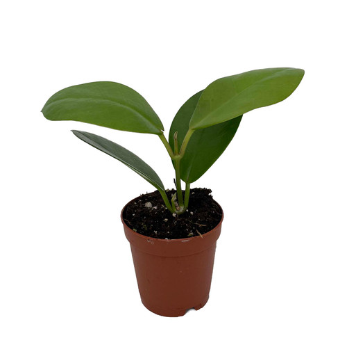 Hoya Australis Exotic Yet Easy 2" Pot Hirt's Gardens