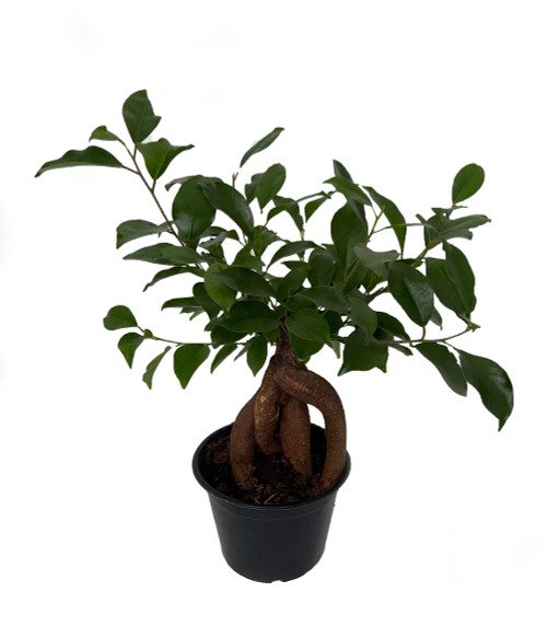 Chinese Ginseng Ficus Bonsai Tree - 6" Pot - House Plant or Bonsai - Hirt's  Gardens