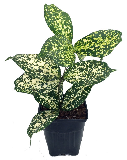 Japanese Bamboo Florida Beauty Dracaena - 3" Pot - Hirt's Gardens
