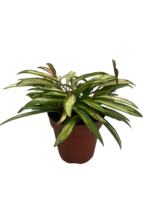 SALE - Rare Variegated Wyatt Wax Plant - Hoya wayetii var. - 4