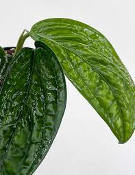 Monstera Peru Philodendron - Monstera karstenianum - 4" Pot - Hirt's Gardens