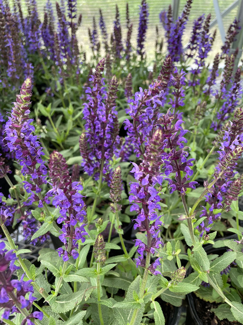 Lyrical™ Blues Meadow Sage - Salvia - Gallon Pot