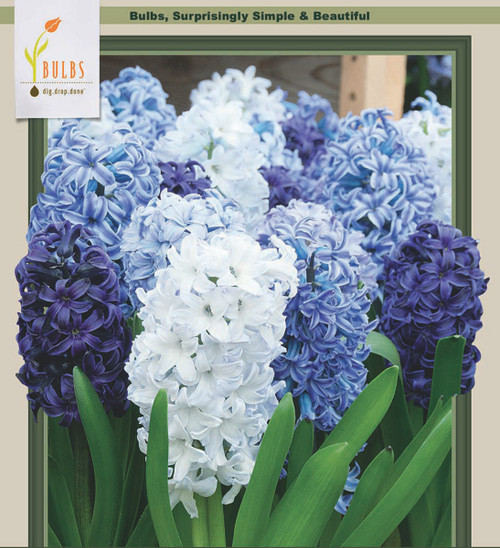 Delft Blue Mix Hyacinth 5 Bulbs Soft Blue/White Fragrant 15/16 cm