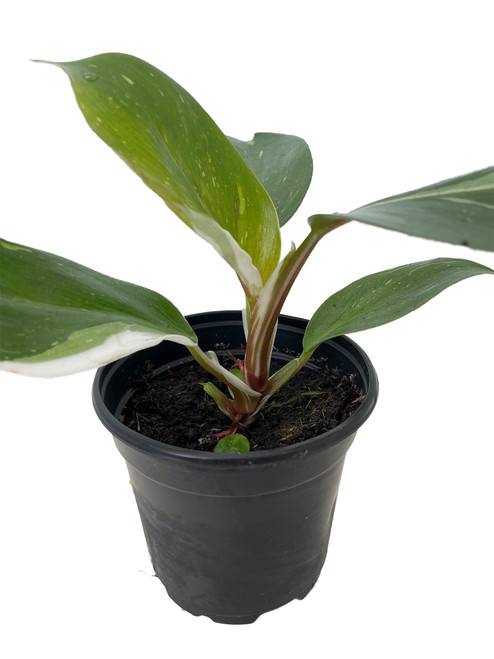 White Knight Philodendron - 4" Pot - Collector's Series - Hirt's Gardens