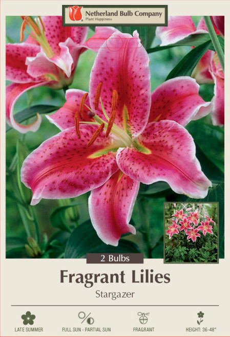 Stargazer Oriental Lily 2 Bulbs 16/18 cm - Vivid Red