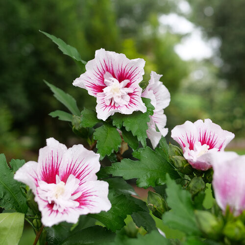 yori shirocon クローバージレ アイボリー　立体フラワー花A Starblast Chiffon™ Rose of Sharon - Hibiscus syriacus - Proven