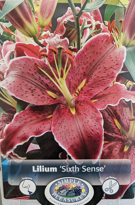 Sixth Sense Oriental Lily 2 Bulbs 16/18 cm - NEW - Deep Magenta!