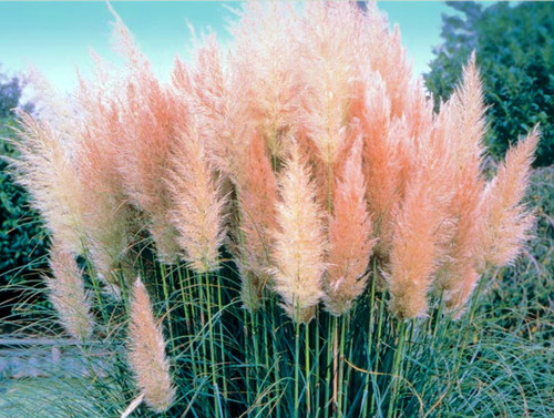 25 Pink Pampas Grass Plants - Cortaderia selloana rosea - 2.5