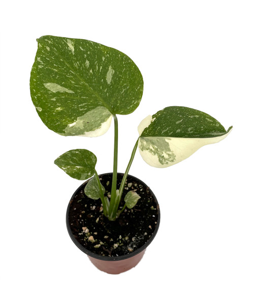 4 Monstera 'Thai Constellation'  Rare Tropical Plants For Sale