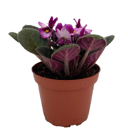 buy hoya plant Hoya Nova Ghost 4 – Rare Indoor Plant main image 0