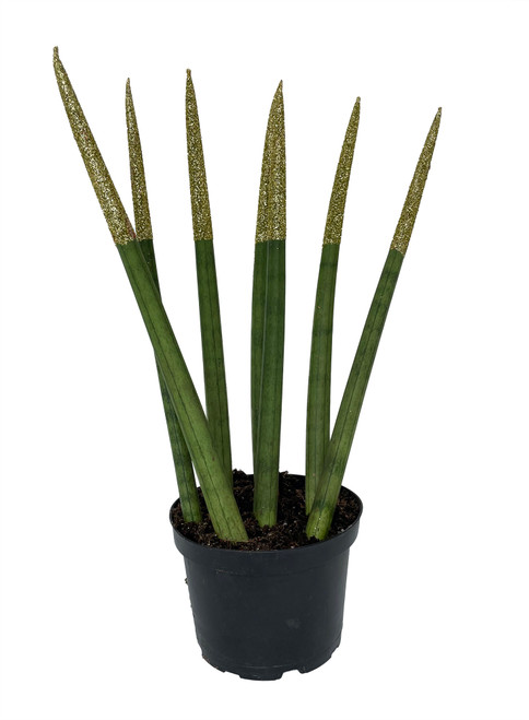 Snake Plant in Gold Pot - Sansevieria Trifasciata - The Bouqs Co.