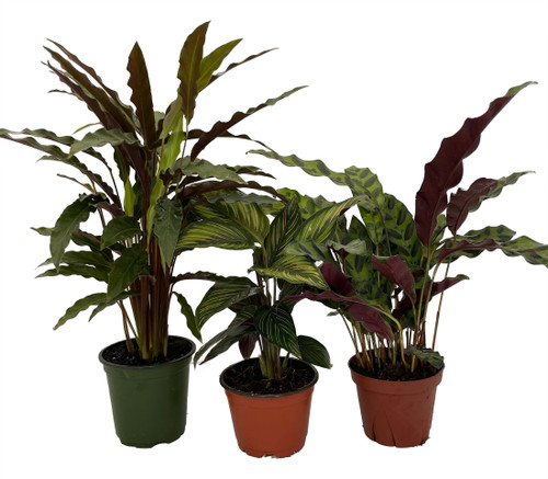 dracena lemon lime plant Houseplants for Sale