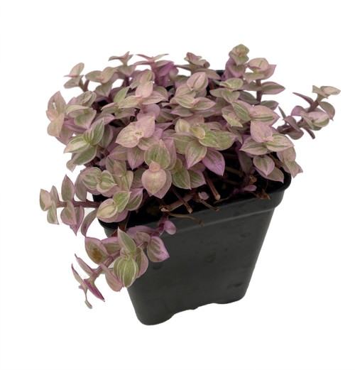 Pink Panther Bolivian Jewel - Callisia repens - 2.5