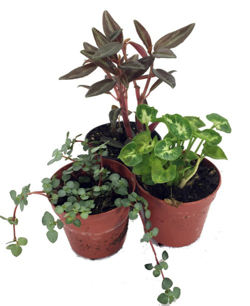 2 Terrarium Plants — Apenberry's Gardens