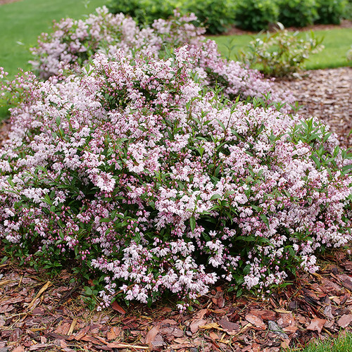 Yuki Kabuki™ - Deutzia - 4