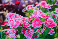 China Pinks Dianthus chinensis - Perennial - Live Plant - Quart Pot