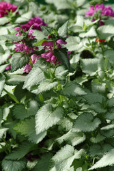 Beacon Silver Lamium Perennial Plant - Gallon Pot