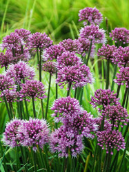 Windy City Flowering Onion Perennial - Allium - Gallon Pot