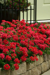 EnduraScape™ Red Verbena peruviana - Gallon Pot