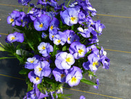 Halo Sky Blue Hardy Violet Perennial  - Viola - Gallon Pot