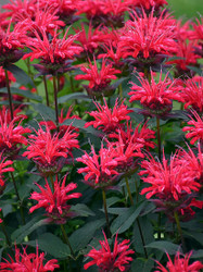 Upscale™ Series Red Velvet Bee Balm - Monarda - Gallon Pot